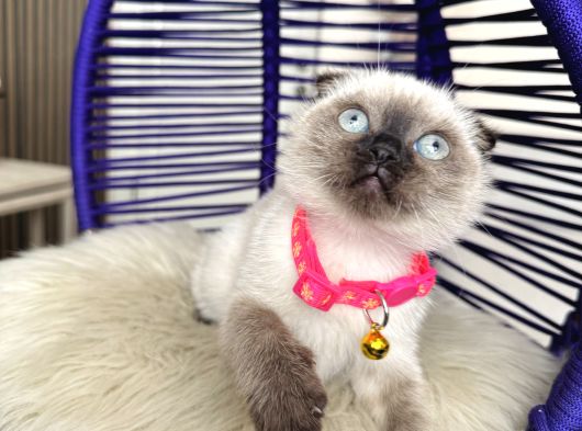 Scottish Fold Çikolata Point