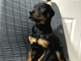 Operasyonu Atlatmış Aşılı Dişi Doberman Bebekler