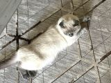 Scottish Fold Blue Point Dişi