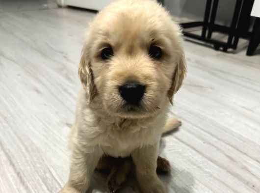 Baby face dişi golden bebekler