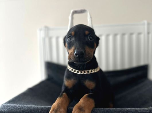 Dişi Doberman Bebekler Aşılı Estetikli görsel