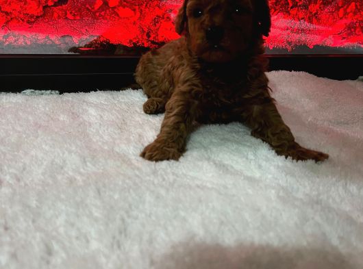 Dişi Korekan Toy Poodle Yavrumuz görsel