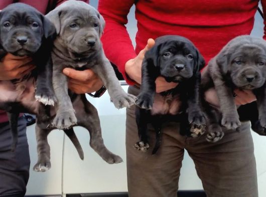 Cane Corso Yavrulari Mama Ve Malzeme Kampanyali