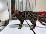 Uygun Erkek Rozet Bengal Kedisi