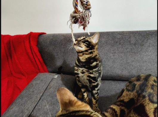 Uygun Erkek Rozet Bengal Kedisi görsel