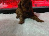 Dişi Korekan Toy Poodle Yavrumuz