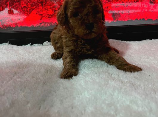 Dişi Korekan Toy Poodle Yavrumuz görsel