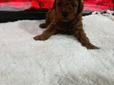 Dişi Korekan Toy Poodle Yavrumuz