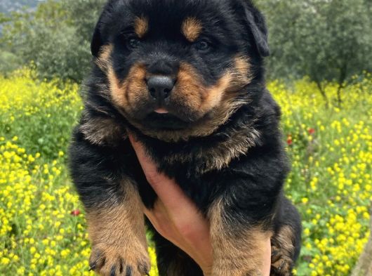 Irk garantili rottweiler yavrularımız
