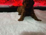 Dişi Korekan Toy Poodle Yavrumuz
