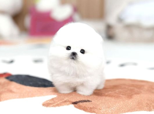 Kore Micro Pomeranian Ayı Surat görsel