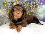 En Özeli̇nden Aşili Long Hai̇r Chocolate Tan Dacshund