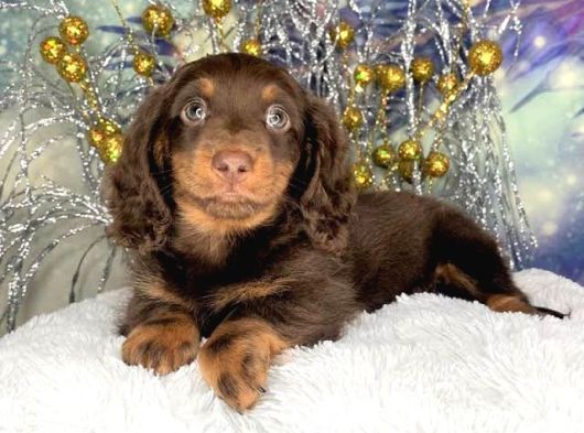 En Özeli̇nden Aşili Long Hai̇r Chocolate Tan Dacshund görsel