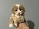 Mi̇ni̇ Australi̇an Gdoodle Özel Irk Yavrumuz