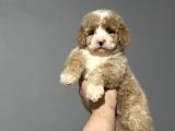 Mi̇ni̇ Australi̇an Gdoodle Özel Irk Yavrumuz