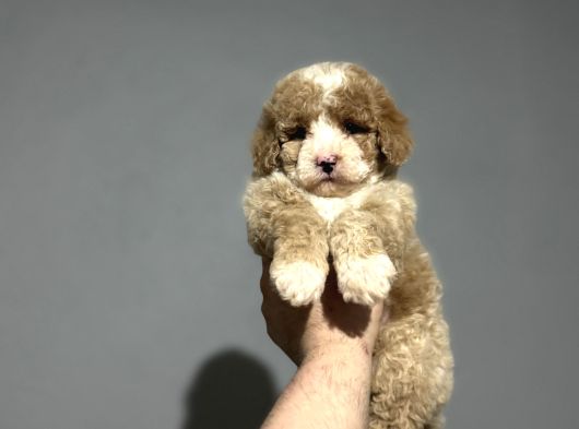 Mi̇ni̇ Australi̇an Gdoodle Özel Irk Yavrumuz görsel