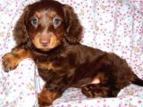 EN ÖZELİNDEN AŞILI LONG HAİR CHOCOLATE TAN DACSHUND