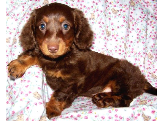En Özeli̇nden Aşili Long Hai̇r Chocolate Tan Dacshund