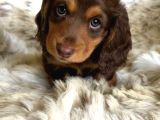 En Özeli̇nden Aşili Long Hai̇r Chocolate Tan Dacshund