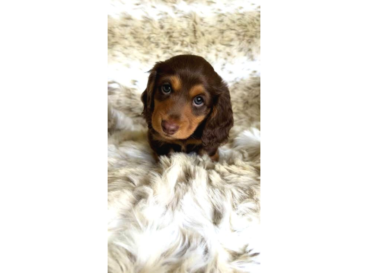 En Özeli̇nden Aşili Long Hai̇r Chocolate Tan Dacshund görsel