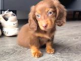 En Özeli̇nden Aşili Long Hai̇r Chocolate Tan Dacshund