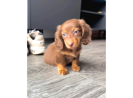 En Özeli̇nden Aşili Long Hai̇r Chocolate Tan Dacshund görsel