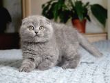 Mükemmel Kali̇te Bri̇ti̇sh Scotti̇sh Bebekler