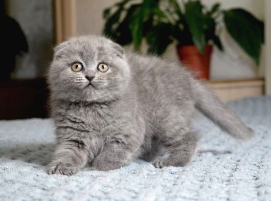 Mükemmel Kali̇te Bri̇ti̇sh Scotti̇sh Bebekler görsel
