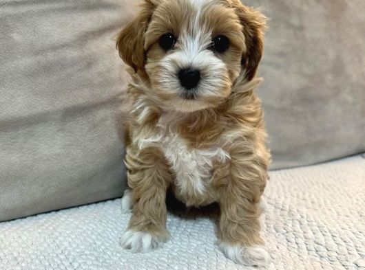 Kore Yüz Yapili Malti̇poo Yavrular