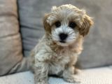 Kore Yüz Yapili Malti̇poo Yavrular