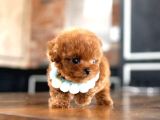 Orjinal Kore Micro Teacup Poodle