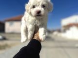Lekesiz Orjinal Maltese