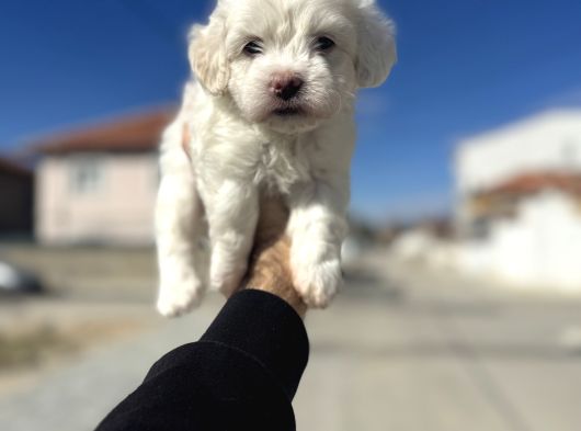 Lekesiz Orjinal Maltese görsel