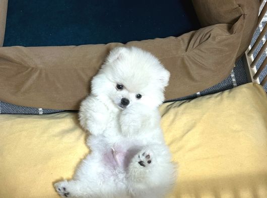 Pomeranian Boo Ayı Surat 2 Aylık Erkek görsel