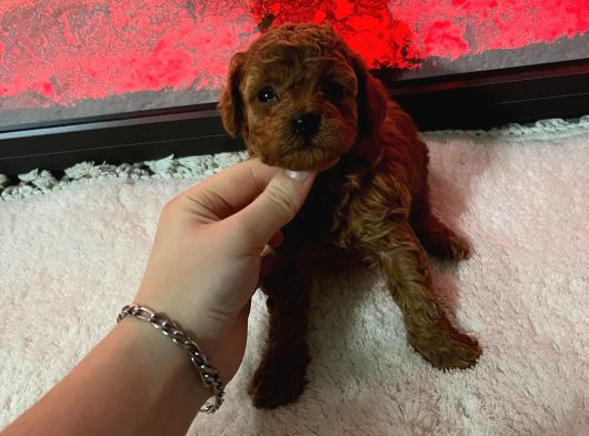 Dişi Korekan Toy Poodle Yavrumuz