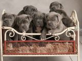 A KALİTE CANE CORSO YAVRULARI
