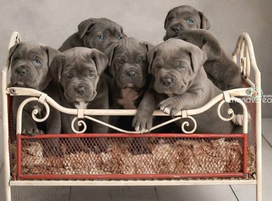 A KALİTE CANE CORSO YAVRULARI