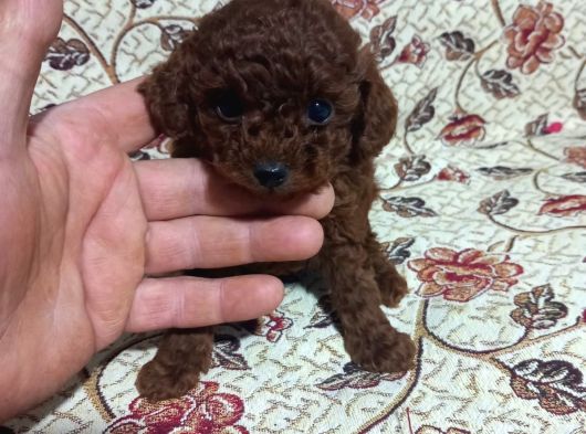 Teacup En Koyu Renkte Erkek Kore Poodle Yavrular görsel