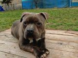 American Bully 2Yaşında Erkek Eğitimli
