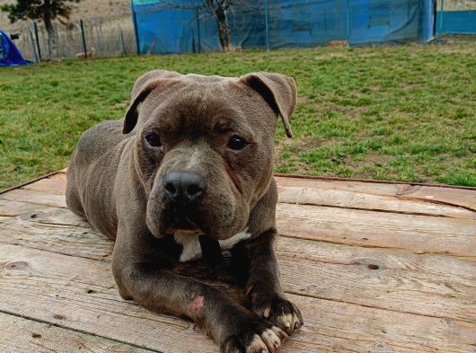 American Bully 2Yaşında Erkek Eğitimli görsel