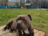 American Bully 2Yaşında Erkek Eğitimli