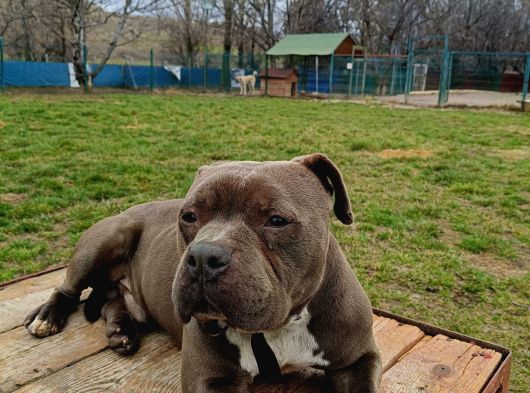 American Bully 2Yaşında Erkek Eğitimli görsel
