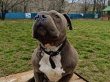 American Bully 2Yaşında Erkek Eğitimli