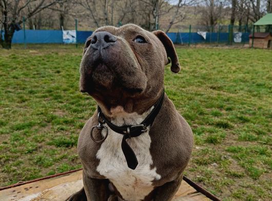 American Bully 2Yaşında Erkek Eğitimli görsel