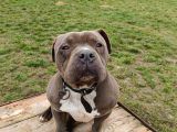 American Bully 2Yaşında Erkek Eğitimli