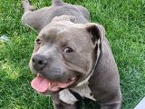 American Bully 2Yaşında Erkek Eğitimli