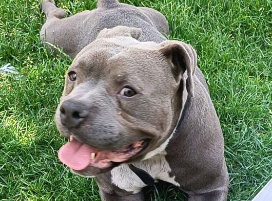 American Bully 2Yaşında Erkek Eğitimli görsel
