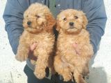 0 Numara Maltipoo Samsun