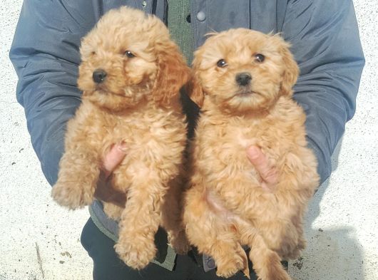 0 Numara Maltipoo Samsun görsel