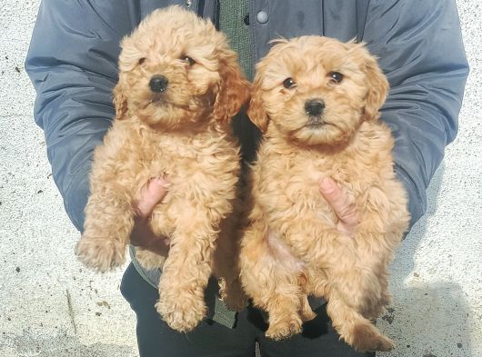 0 Numara Maltipoo Samsun